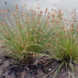 Juncus Gregiflorus Green Rush Juncus Gregiflorus Green Rush