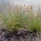 Juncus Gregiflorus Green Rush P68jungru - Garden Express Australia