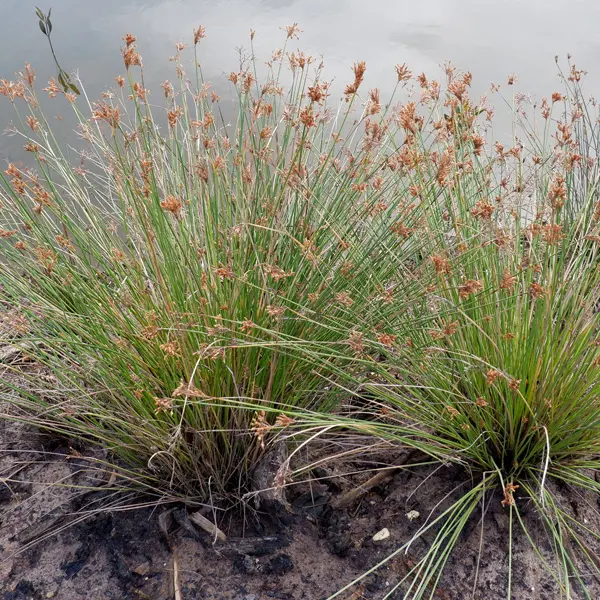 Juncus Gregiflorus Green Rush Juncus Gregiflorus Green Rush
