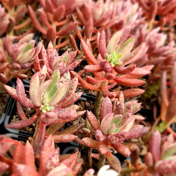 Pachyveria Red Banana Pachyveria Red Banana