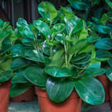 Peperomia Obtusifolia
