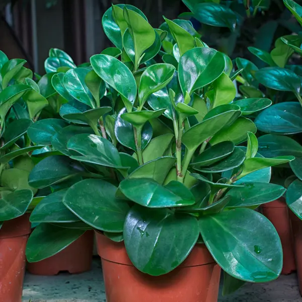 Peperomia Obtusifolia Peperomia Obtusifolia