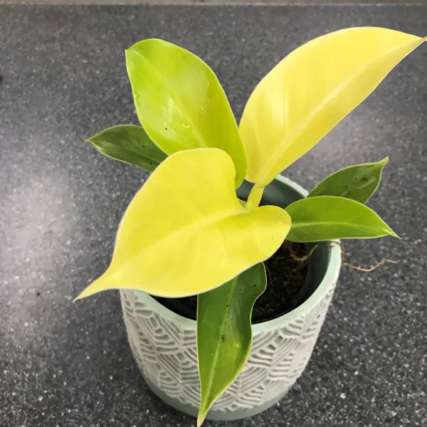 Philodendron Imperial Golden Philodendron Imperial Golden