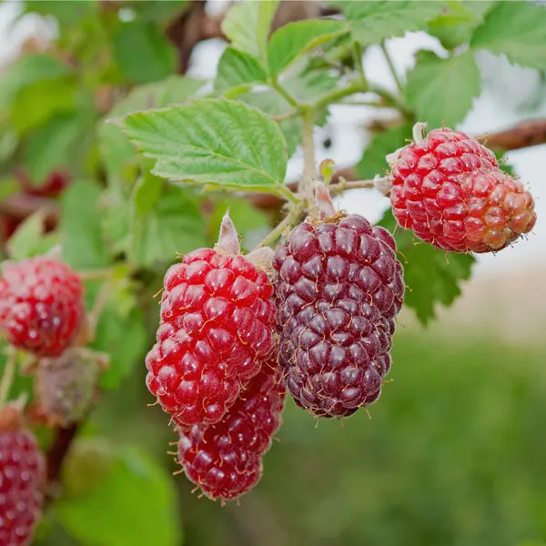 Tayberry Tayberry