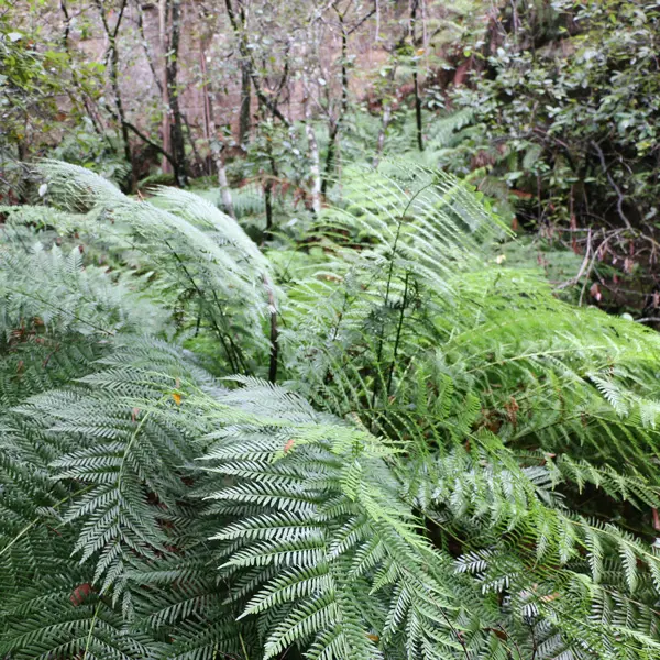 Todea King Fern Todea King Fern