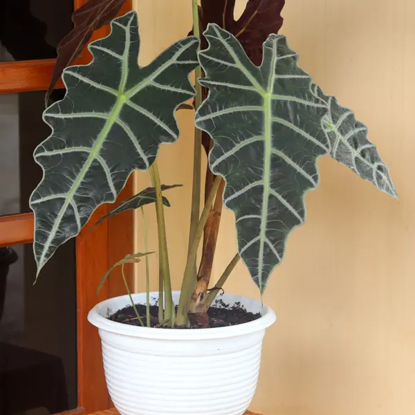 Alocasia Amazon Dwarf Alocasia Amazon Dwarf