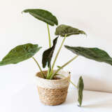 Alocasia Wentii Alocasia Wentii