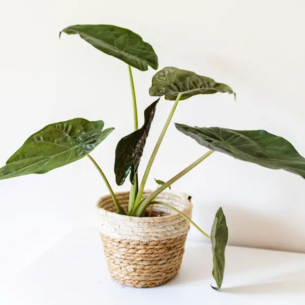 Alocasia Wentii Alocasia Wentii