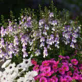 Angelonia Archangel Blue Bicolour P68angabbd - Garden Express Australia