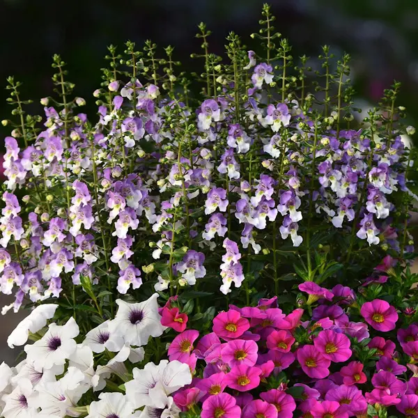 Angelonia Archangel Blue Bicolour Angelonia Archangel Blue Bicolour