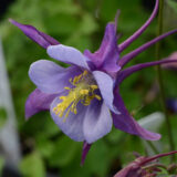 Aquilegia Earlybird Purple & Blue Aquilegia Earlybird Purple & Blue