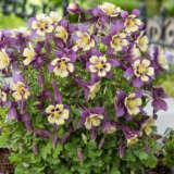 Aquilegia Earlybird Purple Yellow P68aquepy - Garden Express Australia