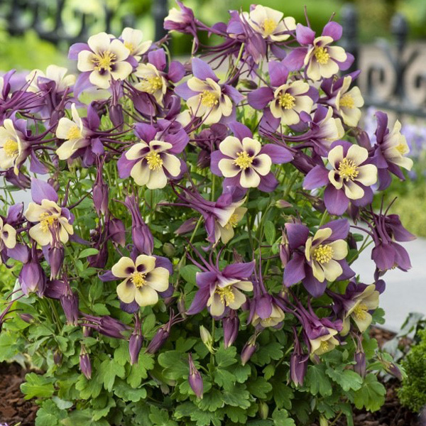 Aquilegia Earlybird Purple & Yellow Aquilegia Earlybird Purple & Yellow