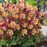 Aquilegia Earlybird Red Yellow P68aquery - Garden Express Australia