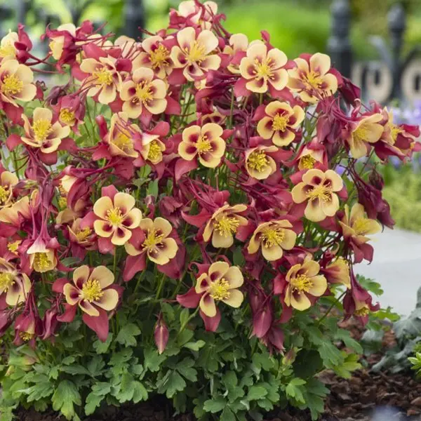 Aquilegia Earlybird Red & Yellow Aquilegia Earlybird Red & Yellow