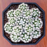 Arizona Snow Cap Cactus Arizona Snow Cap Cactus