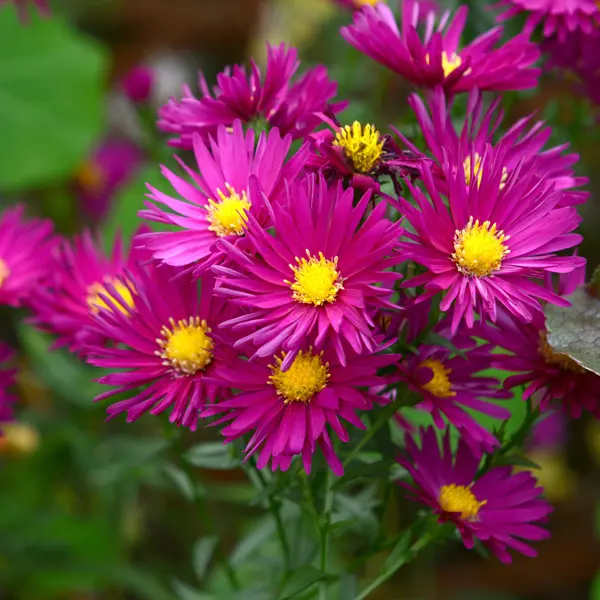 Aster Bahamas Pink