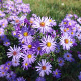 Aster Dove Blue