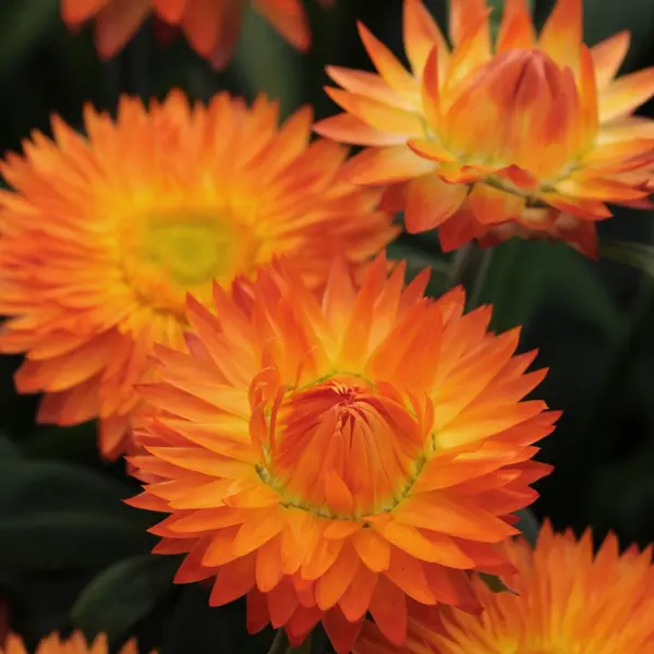 Bracteantha Kimba Gem