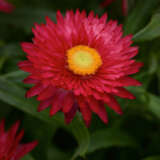 Bracteantha Mohave Purple Red P68brampr - Garden Express Australia