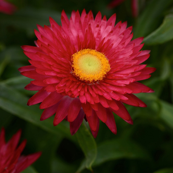 Bracteantha Kimba Gem Bracteantha Kimba Gem