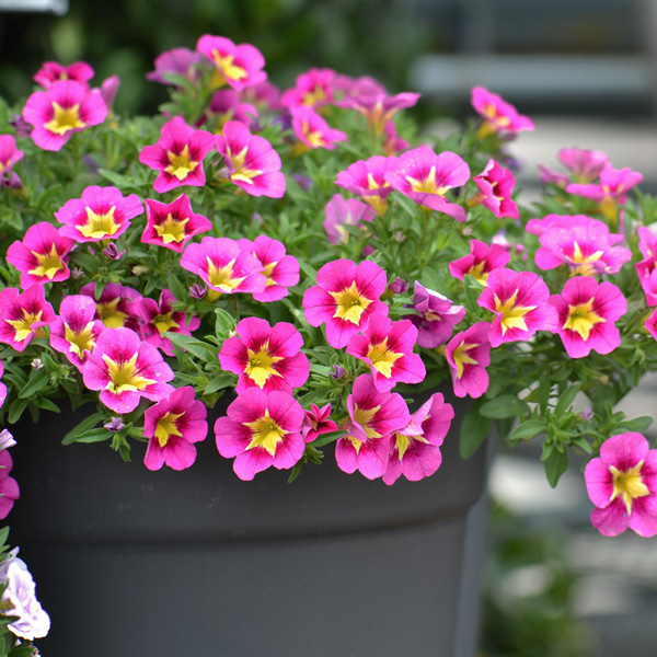 Calibrachoa Starjump Hot Pink Calibrachoa Starjump Hot Pink