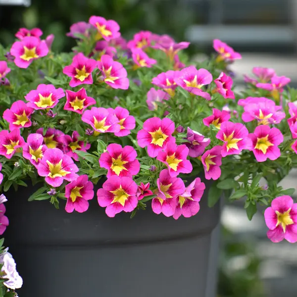 Calibrachoa Starjump Hot Pink Calibrachoa Starjump Hot Pink