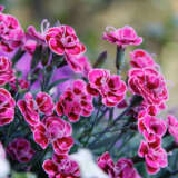 Carnation Purple Wedding P68carpwe - Garden Express Australia