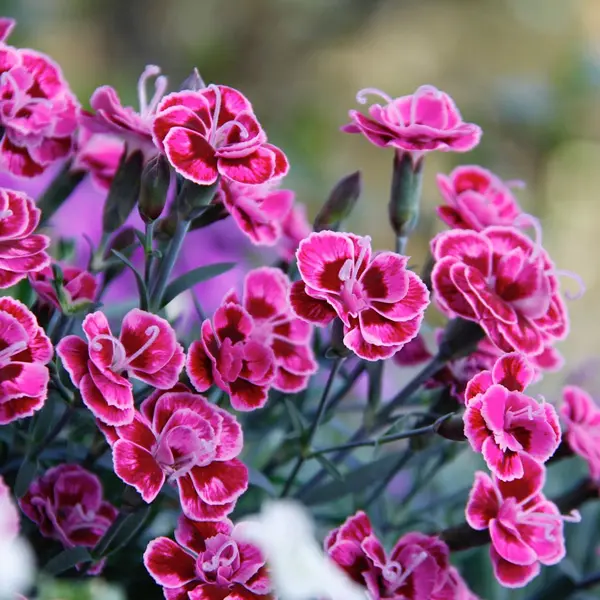 Carnation Purple Wedding Carnation Purple Wedding