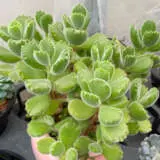 Cotyledon Bear Paw Green P68cotpbg - Garden Express Australia