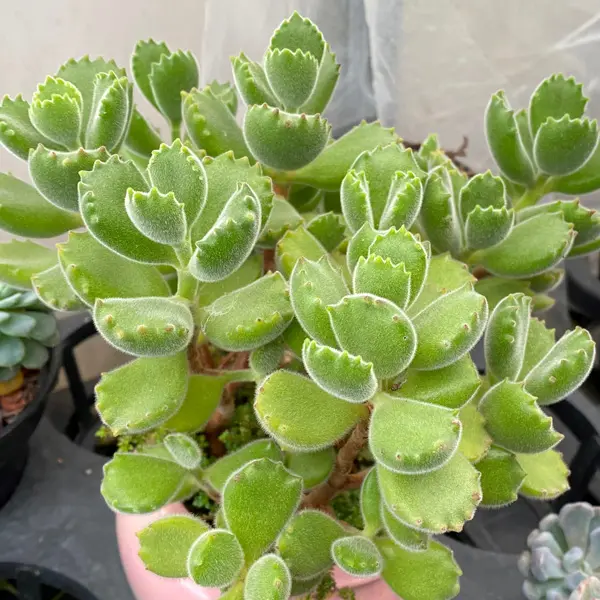 Cotyledon Bear Paw Green Cotyledon Bear Paw Green
