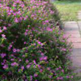 Cuphea Violet P68cupvio - Garden Express Australia