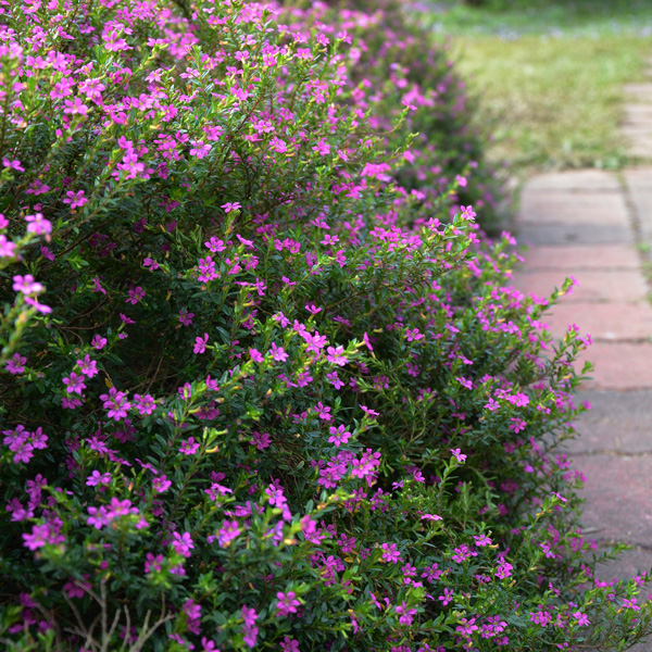 Cuphea Violet