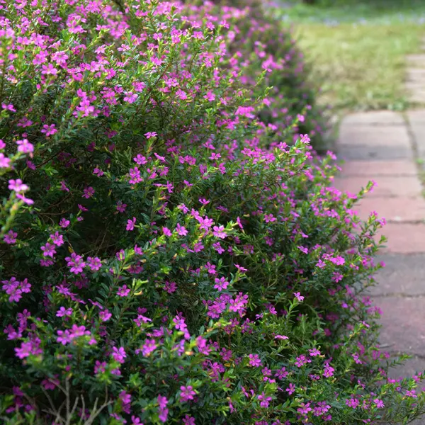 Cuphea Violet Cuphea Violet