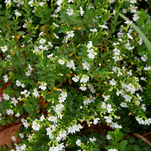 Cuphea White Cuphea White