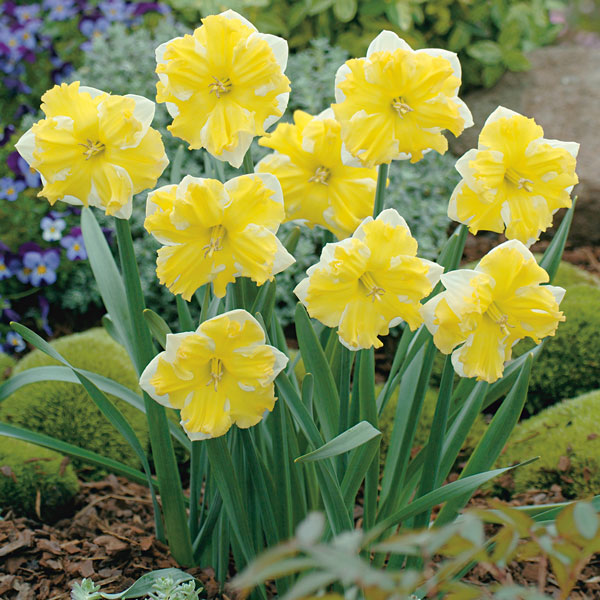 Daffodil Belcanto Daffodil Belcanto