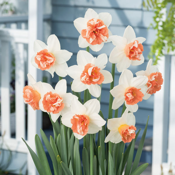Daffodil Candy Princess Daffodil Candy Princess