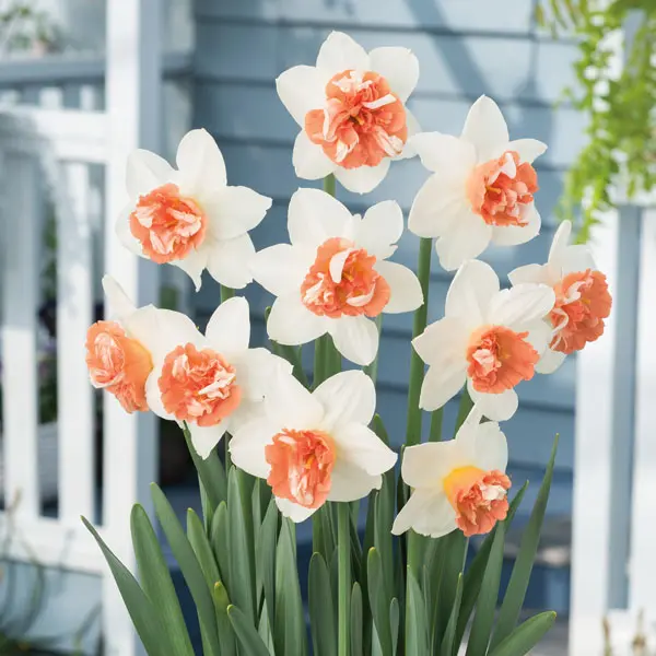 Daffodil Candy Princess Daffodil Candy Princess
