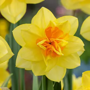 Daffodil Double Fashion Daffodil Double Fashion
