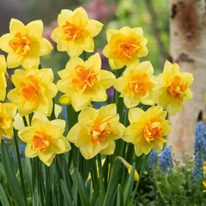 Daffodil Double Fashion Daffodil Double Fashion