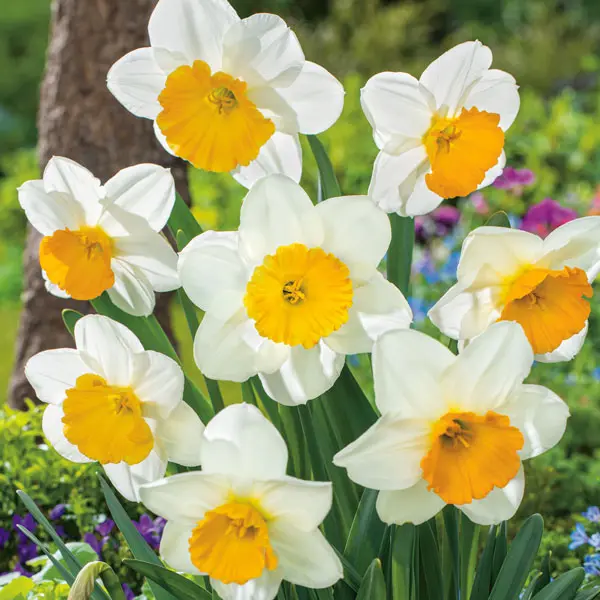 Daffodil Fragrant Breeze Daffodil Fragrant Breeze