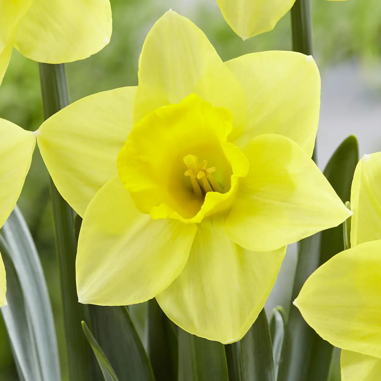 Daffodil Golden Salome Daffodil Golden Salome