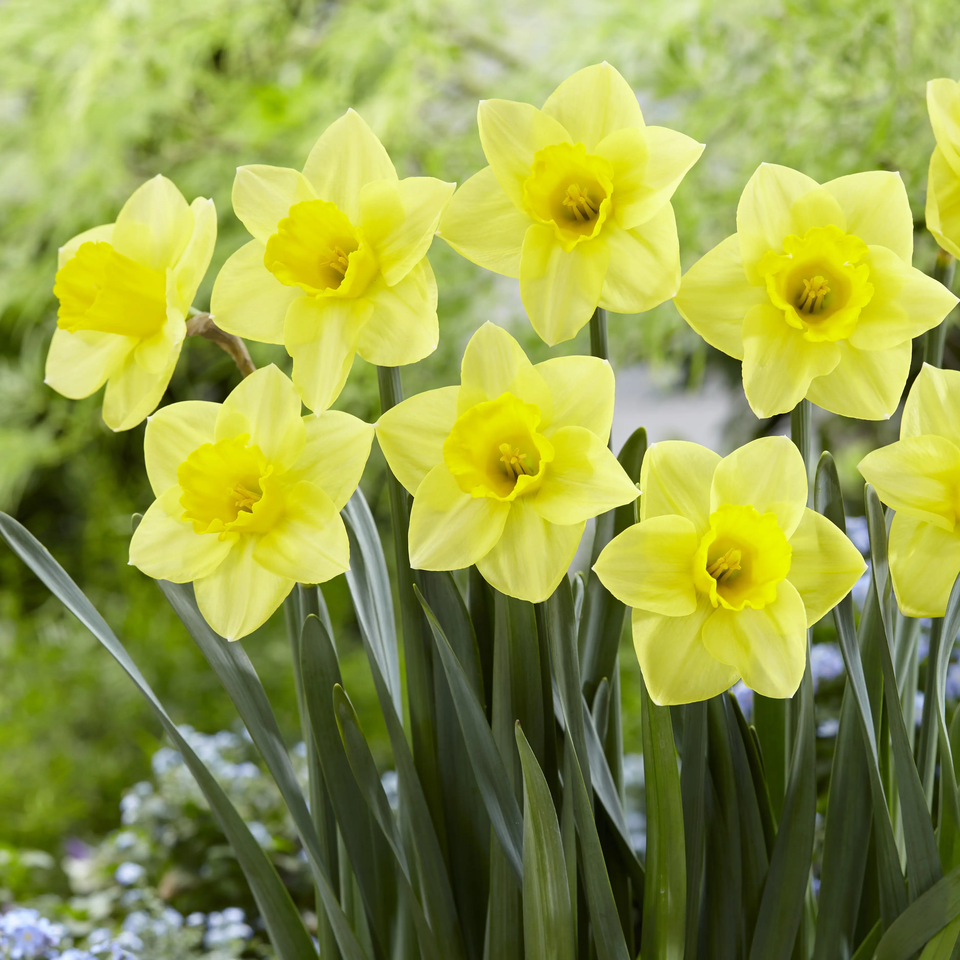 Daffodil Golden Salome Daffodil Golden Salome