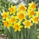 Daffodil Love Day Pkdaflda 2025 - Garden Express Australia