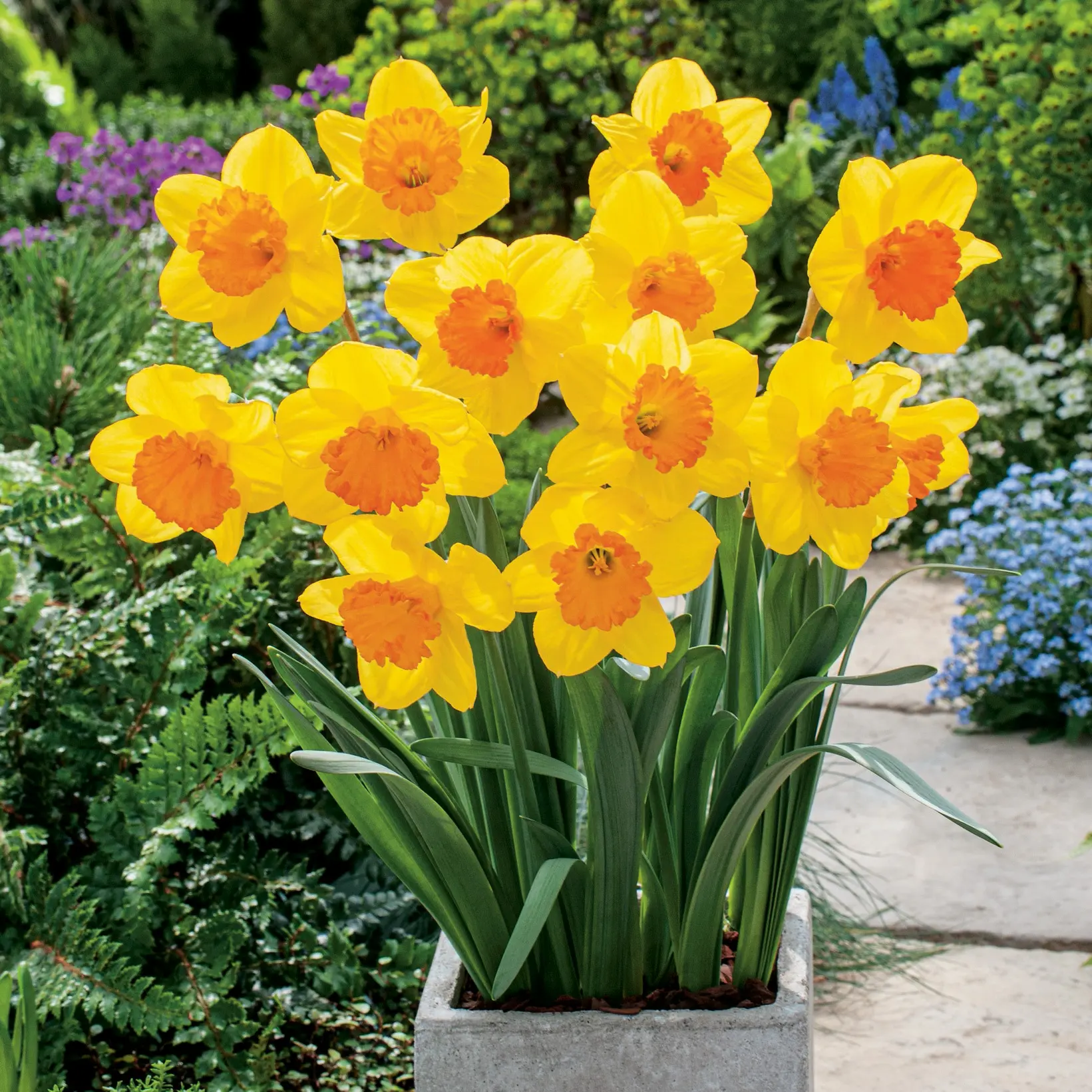 Daffodil Pimpernel Daffodil Pimpernel