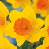 Daffodil Pimpernel Daffodil Pimpernel