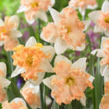Daffodil Walz Daffodil Walz