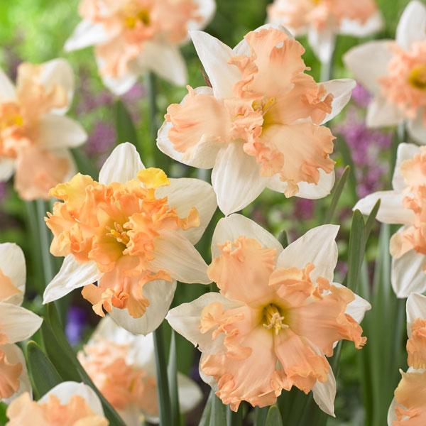 Daffodil Walz Daffodil Walz