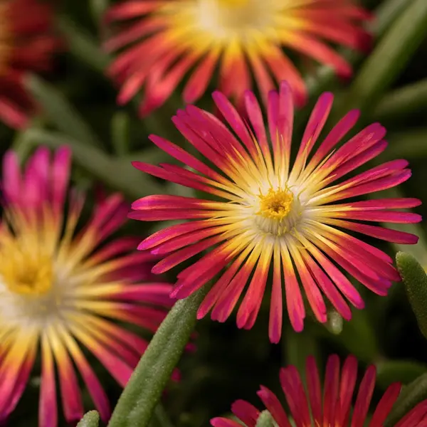 Delosperma Pig Face Red Delosperma Pig Face Red