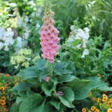 Digitalis Strawberry Foxglove P68digstr - Garden Express Australia